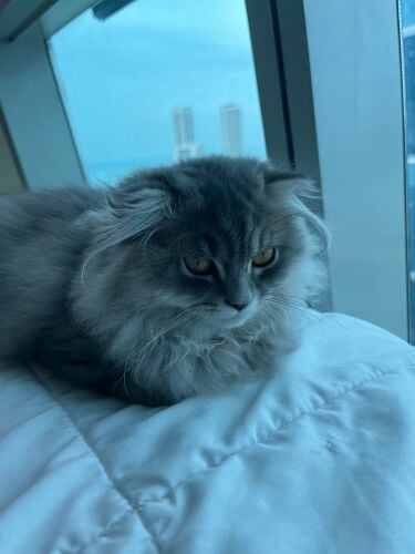 شيرازي مع سكوتش فولد