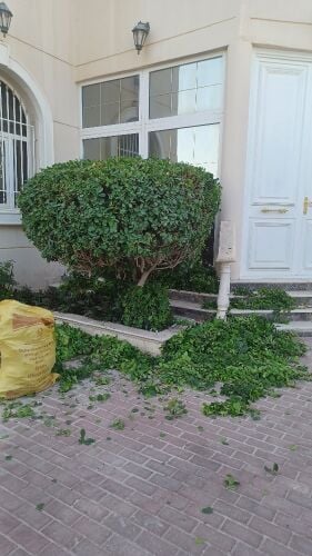 تقليم وترتيب الاشجار والنخيل