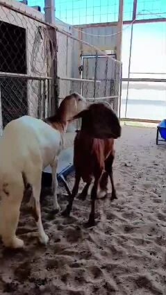 خرفان سودانيه سمينه