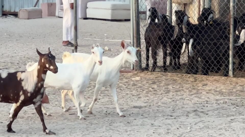 للبيع معزه عمانيات 