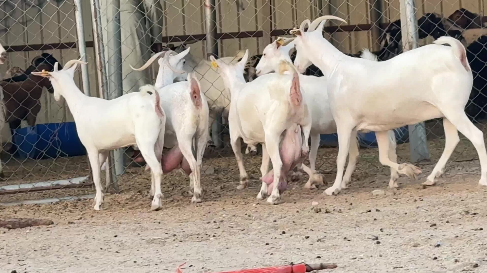 للبيع معزه عمانيات برص أصايل طيبه