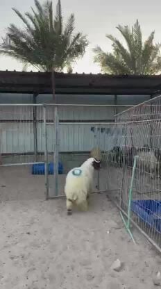 طلي بلدي فاخر فل