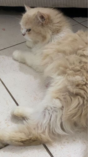 بيع