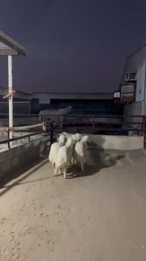 طليان حريات فل 