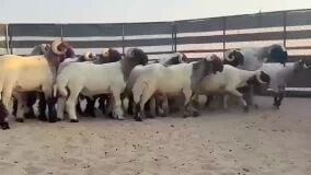 خرفان فحول صنف معرفات 