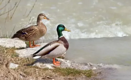 بط خصيري منتج