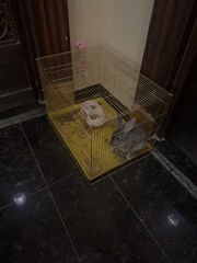 أرنب للتبني