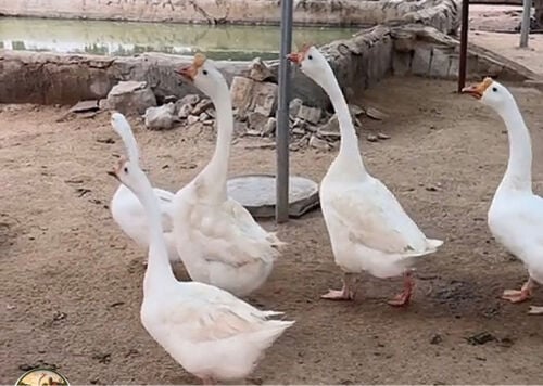مطلوب وز للبيع 
