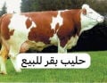 للبيع حليب بقر عربى 