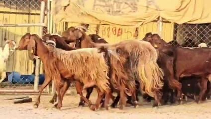 للبيع معزه قبرصيات طيبه