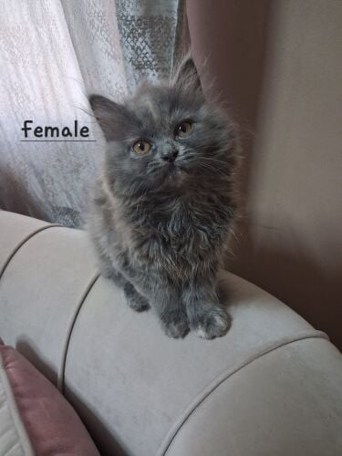 Persian kittens for adoption
