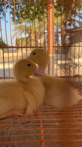 فراخ البط المسكوفي
