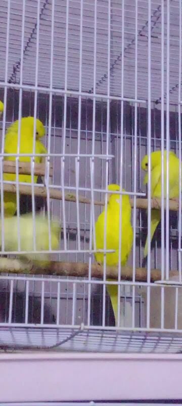 lutino budgie pair.