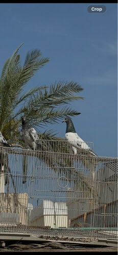 male teddy pigeon