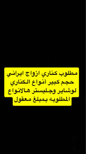 الكناري 