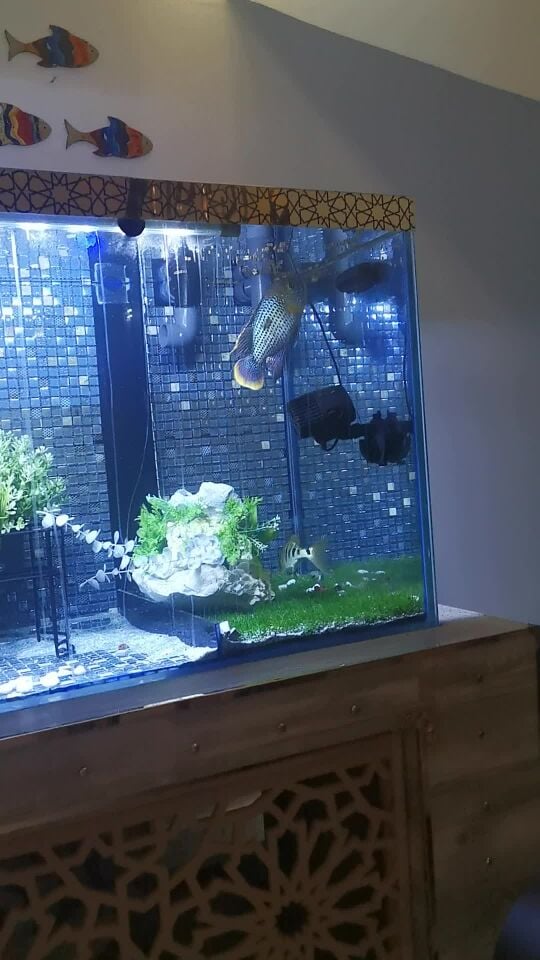 emperor sichlid