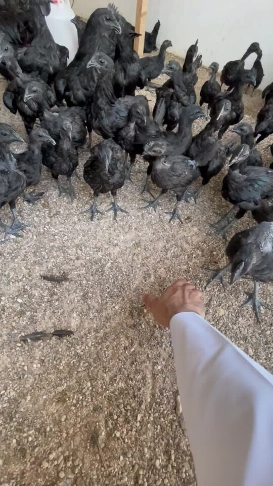  black chicken