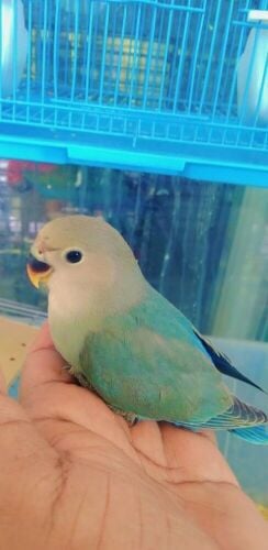 LOVE BIRD BABAY