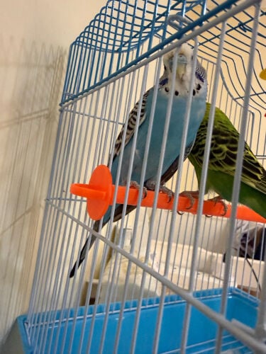 love birds 