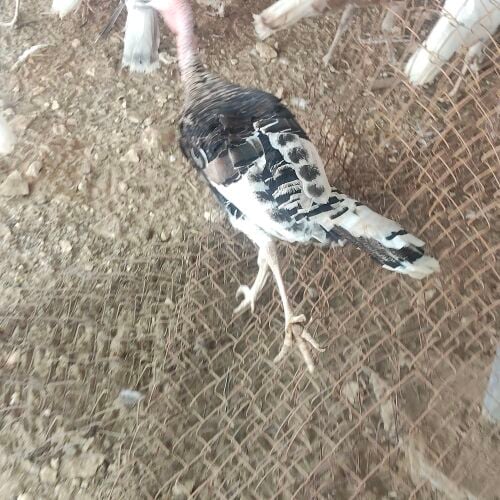 متوفر رومي بياض جميع الالوان