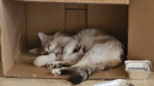 for adoption