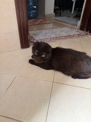 cats for adoption