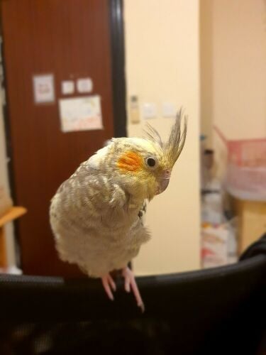 Cockatiel bird with cage