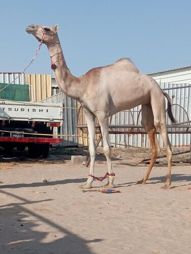 لقيه تصفر جذعه