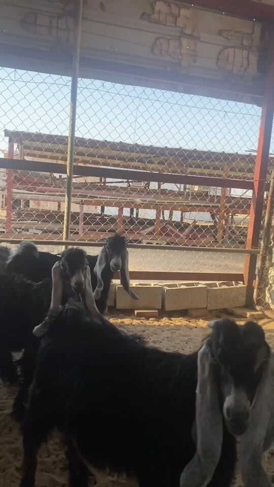 التيوس للبيع 