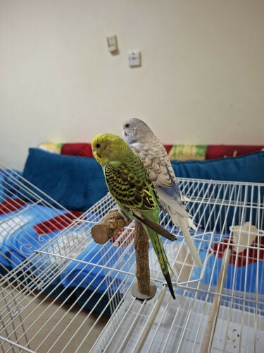 Pair of budgie 