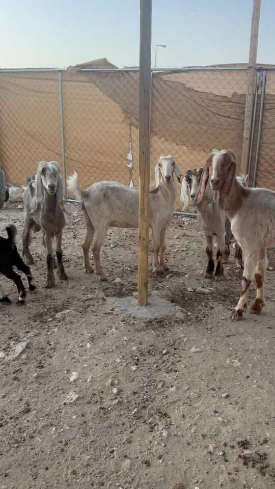 معزه طيبه 