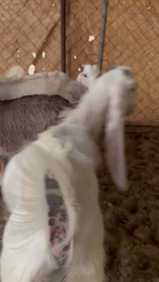 تيوس لبانيه 