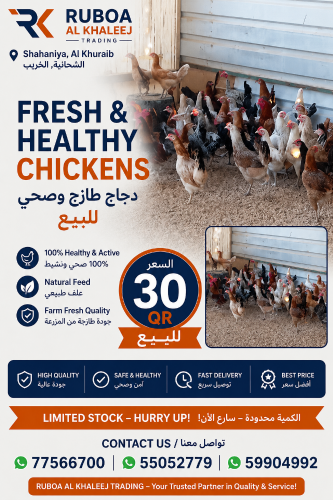 chicken