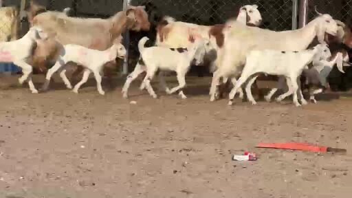 للبيع معزه وليد طيبه 