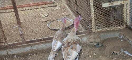 Male Female 2pess 350 Good Health
