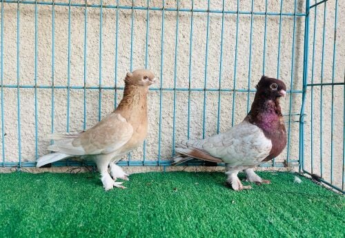 satin breeding pair