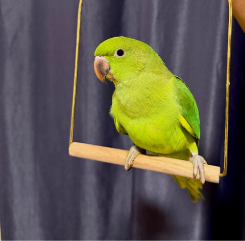 Green Parrot – Hand-tamed