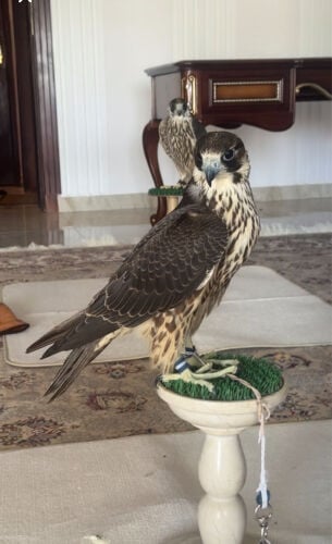 مطلوب شاهين ب ٤