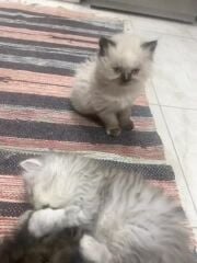 قطط للبيع 
