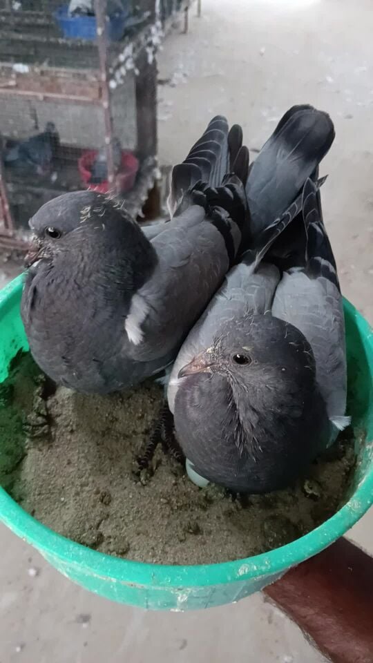 عبد الرحيم
