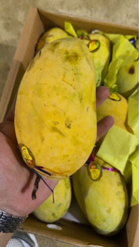 Pakistani mango 