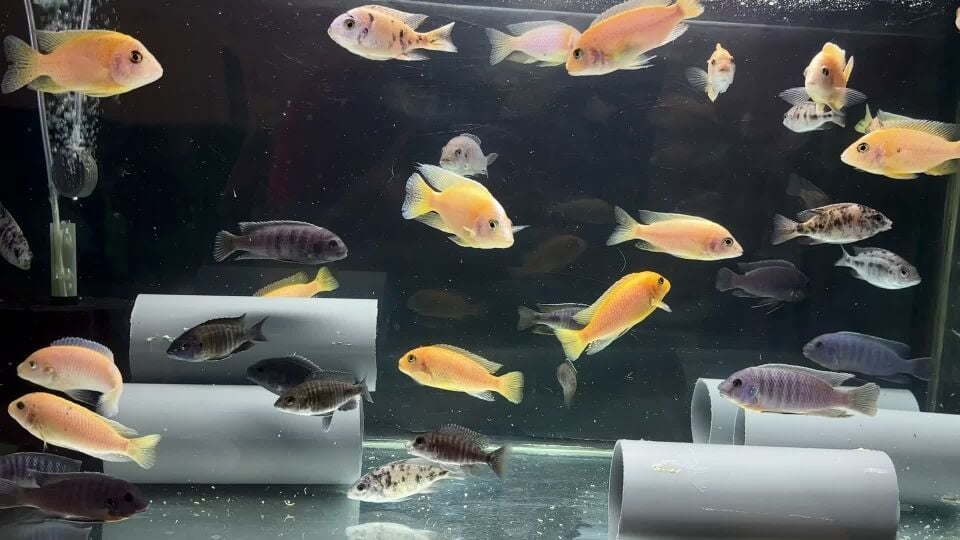 Mbuna and peacock cichilids 