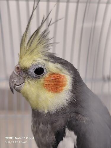 cocktail bird with Cage