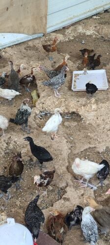 deshi chicken