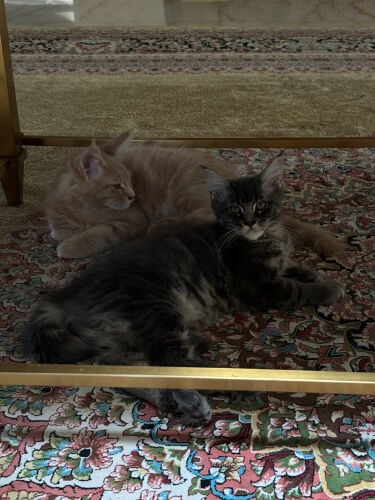 Maine Coon