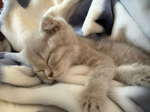 cat scotch fold