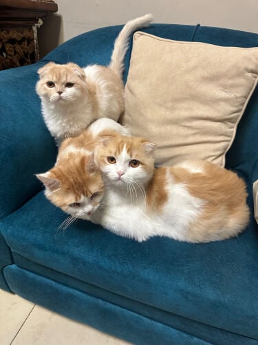 3 Scottish fold Cats for adoption