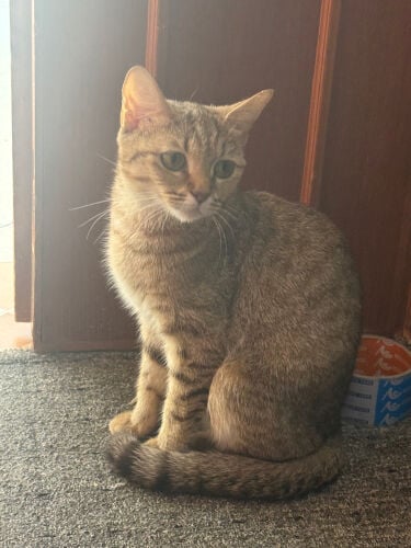 Cat for adoption 