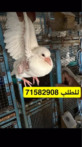 فروخ حمام لاحم جانبوو