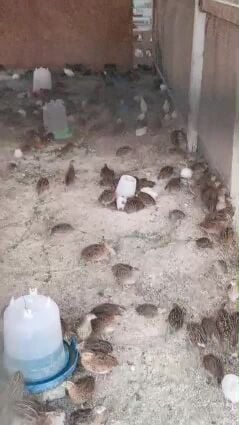 سمان ياباني أصلي عالي الجودة